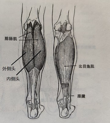 腓肠肌360.jpg